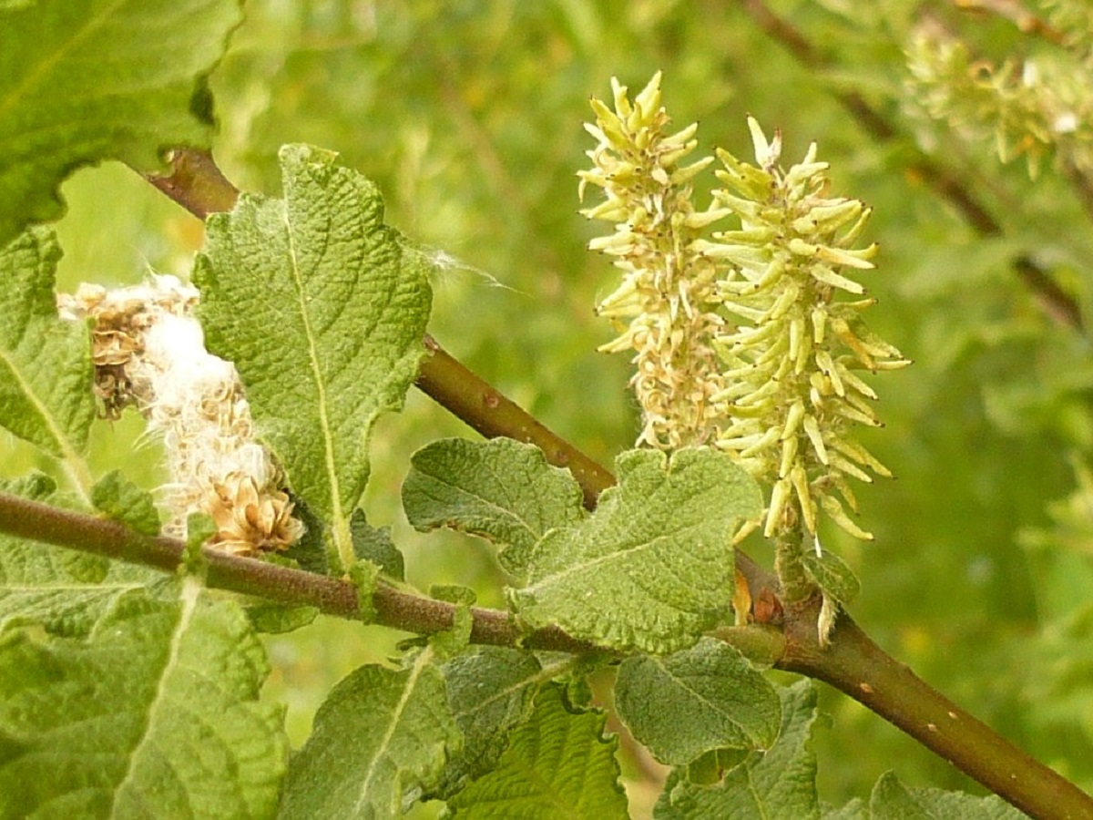 Salix aurita (Salicaceae)